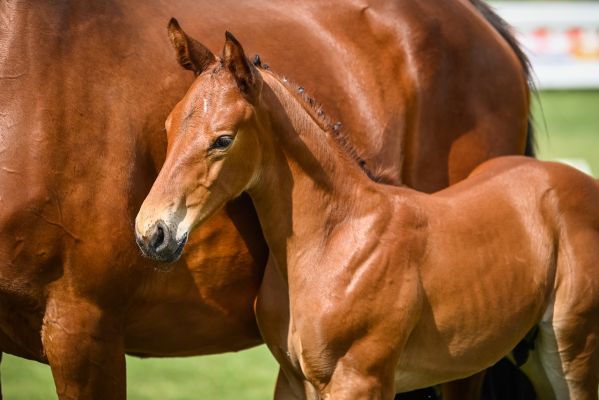 01_Mr Plot Blue II.jpg